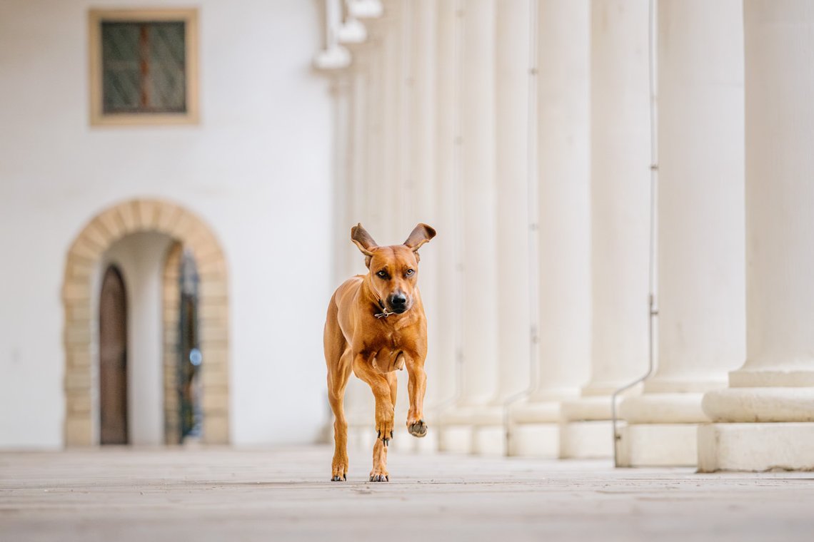 Rhodesian Ridgeback im Stallhof Dresden