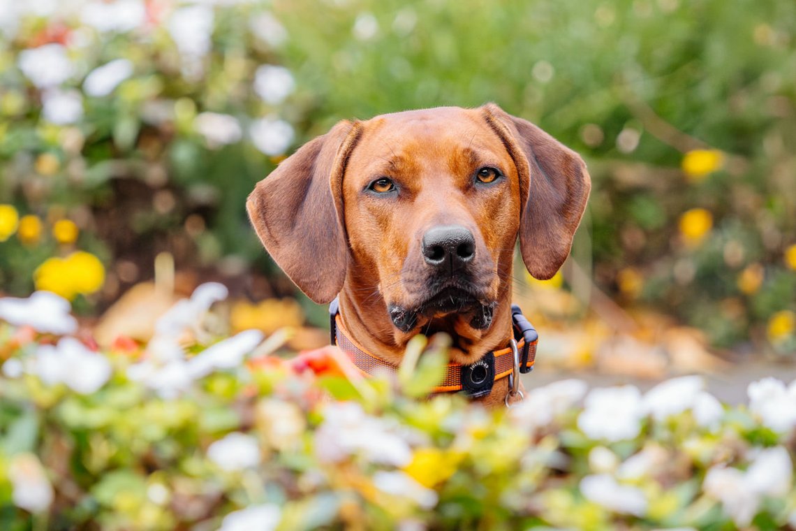 Rhodesian Ridgeback Portät in Blumen