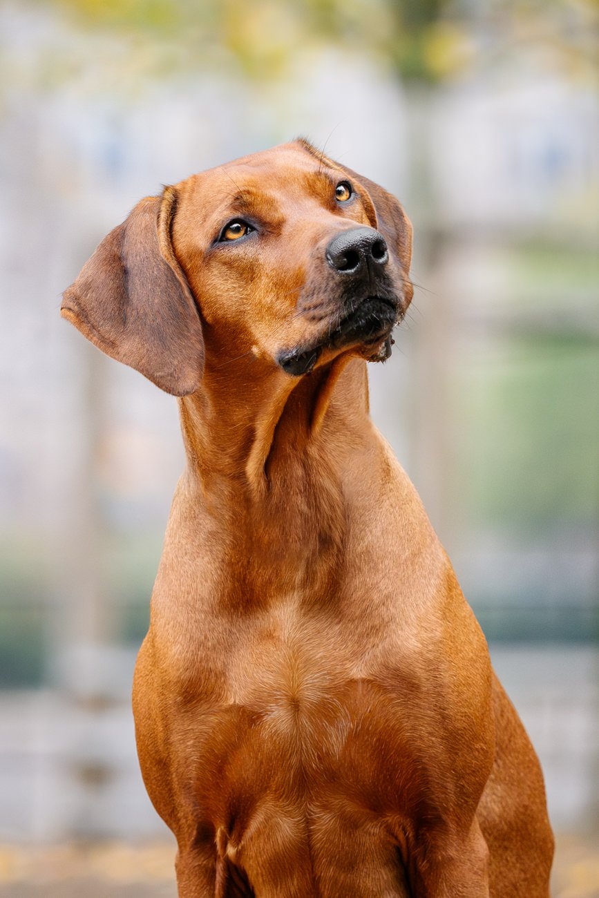Rhodesian Ridgeback Porträt