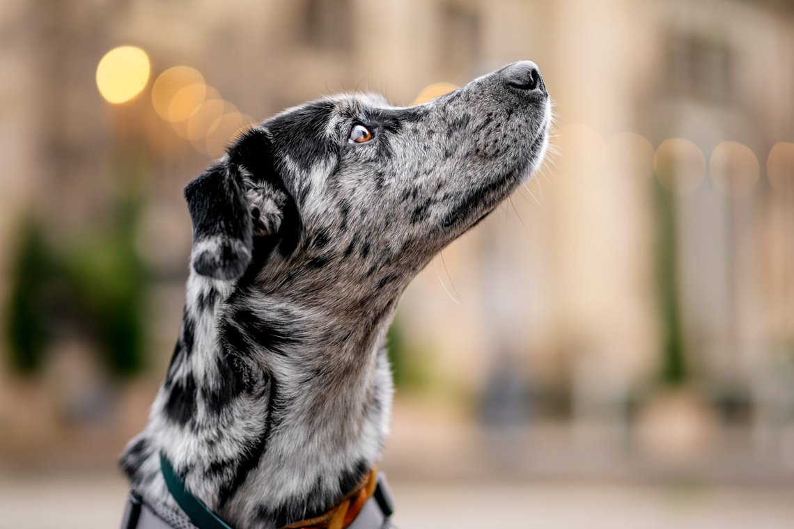 Mischlingshündin Porträt