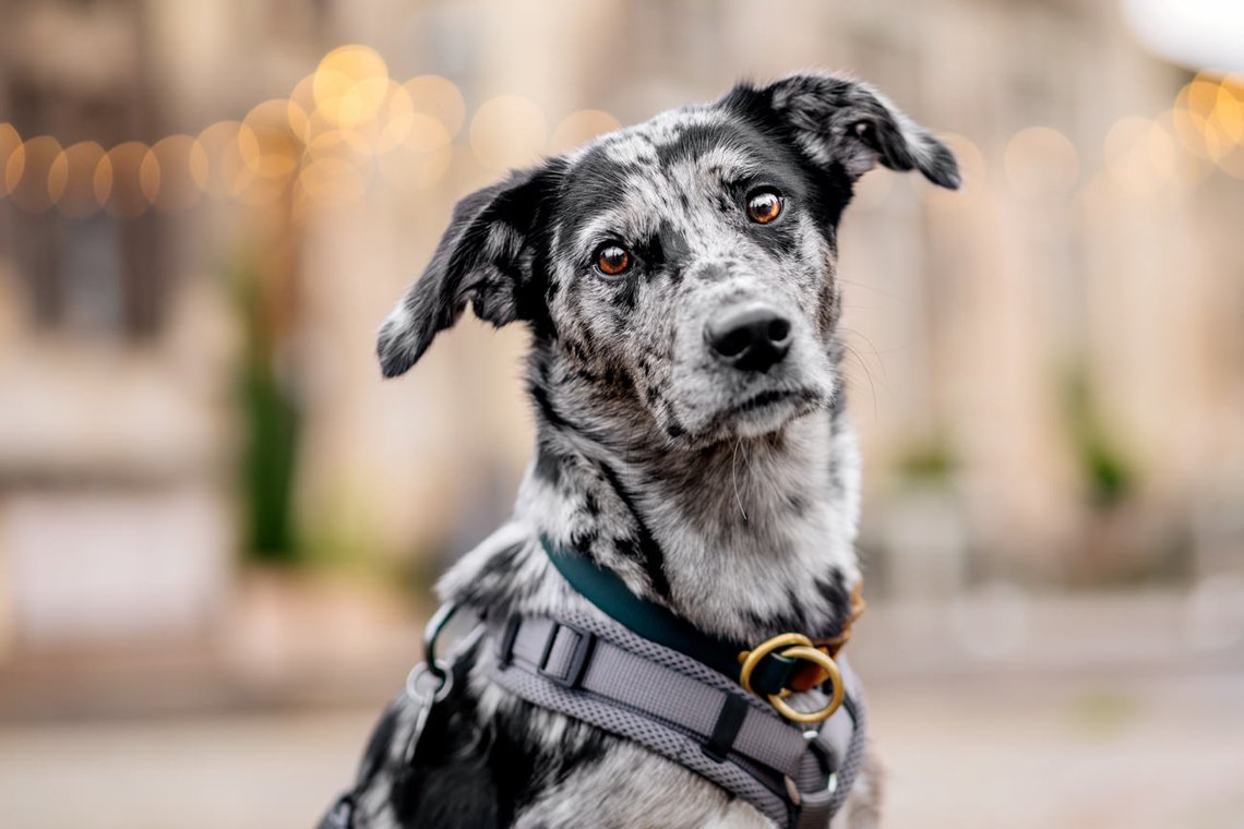 Mischlingshündin Porträt