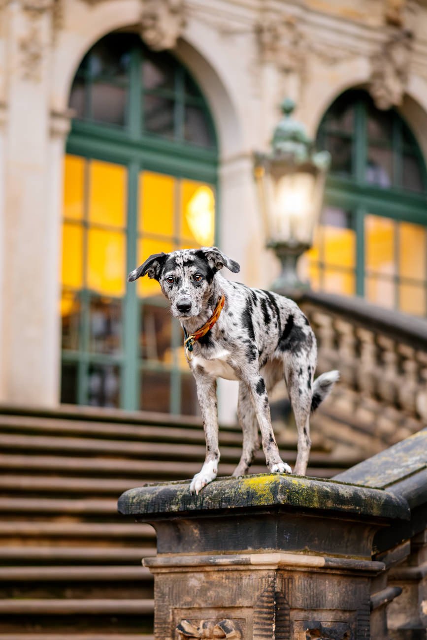 Mischlingshündin Porträt