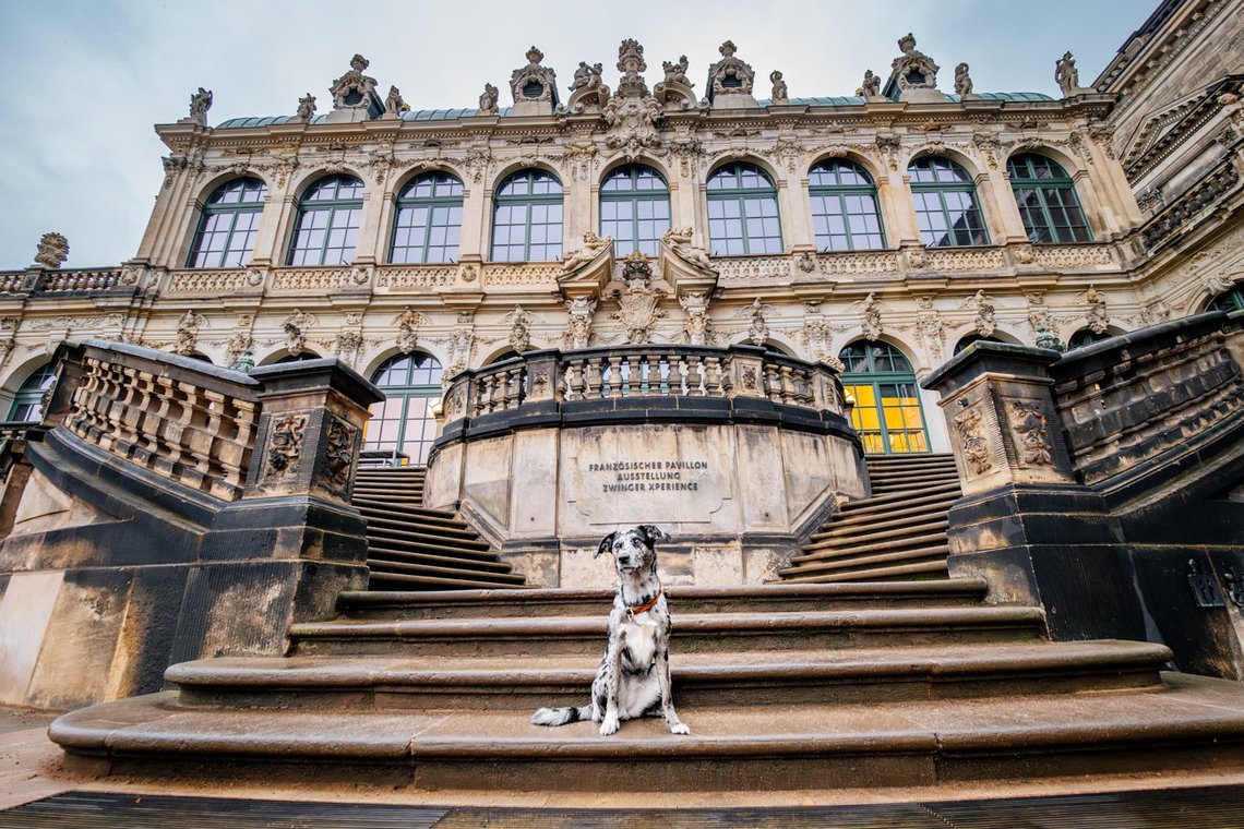Mischlingshündin auf Treppe von Dresdner Zwinger