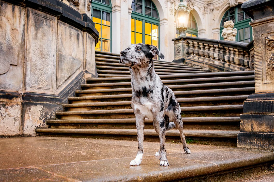 Mischlingshündin auf Treppe von Dresdner Zwinger