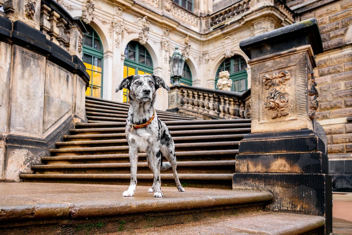 Mischlingshündin auf Treppe von Dresdner Zwinger