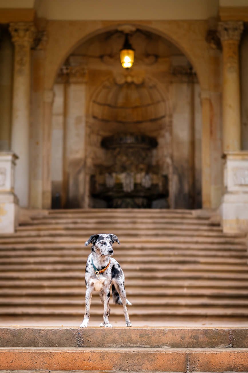 Mischlingshündin auf Treppe von Dresdner Zwinger