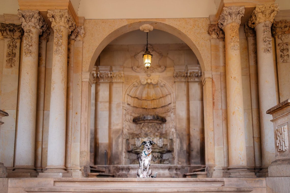 Mischlingshündin am Dresdner Zwinger