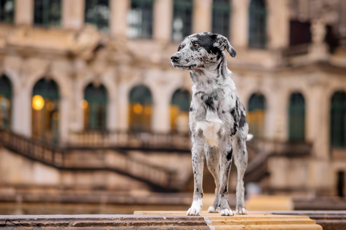 Mischlingshündin am Dresdner Zwinger