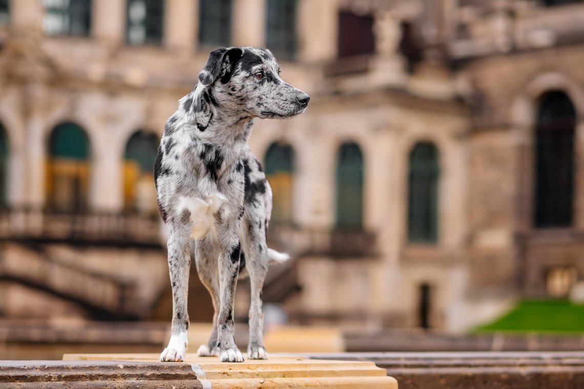 Mischlingshündin am Dresdner Zwinger