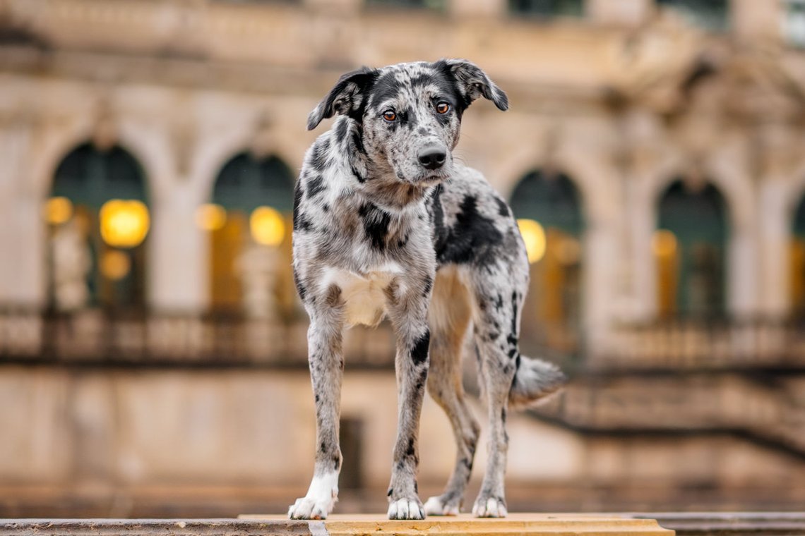 Mischlingshündin am Dresdner Zwinger