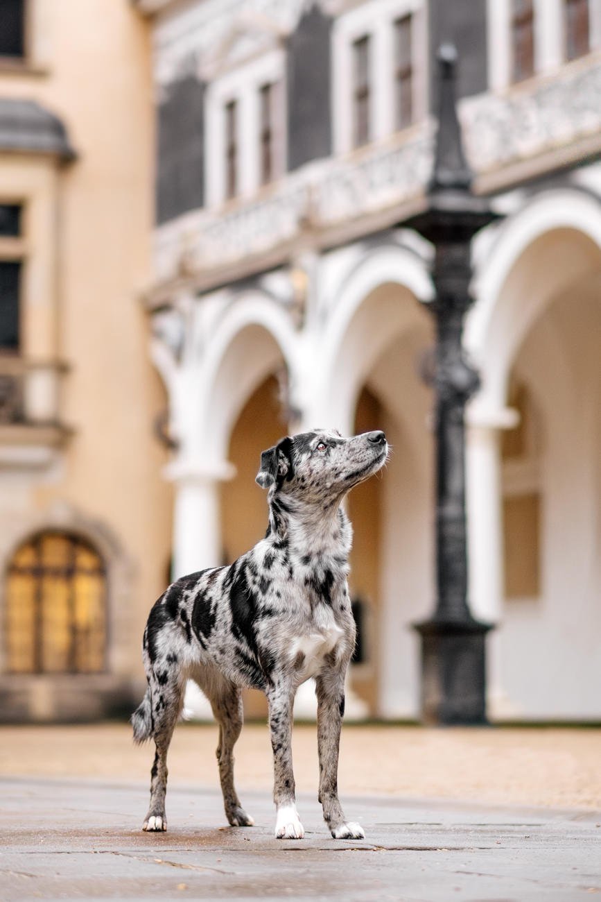 Mischling im Stallhof Dresden