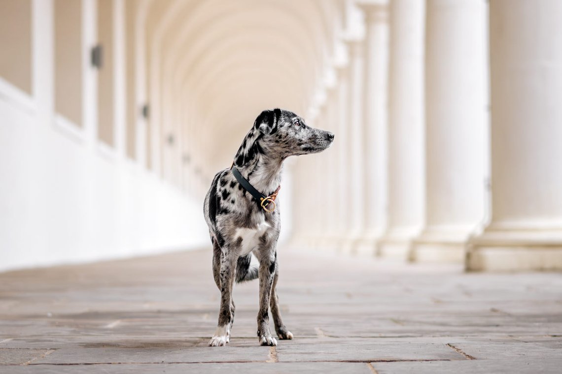 Mischling im Stallhof Dresden