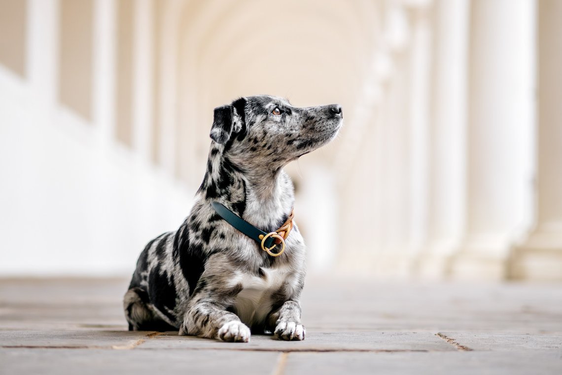 Mischling im Stallhof Dresden