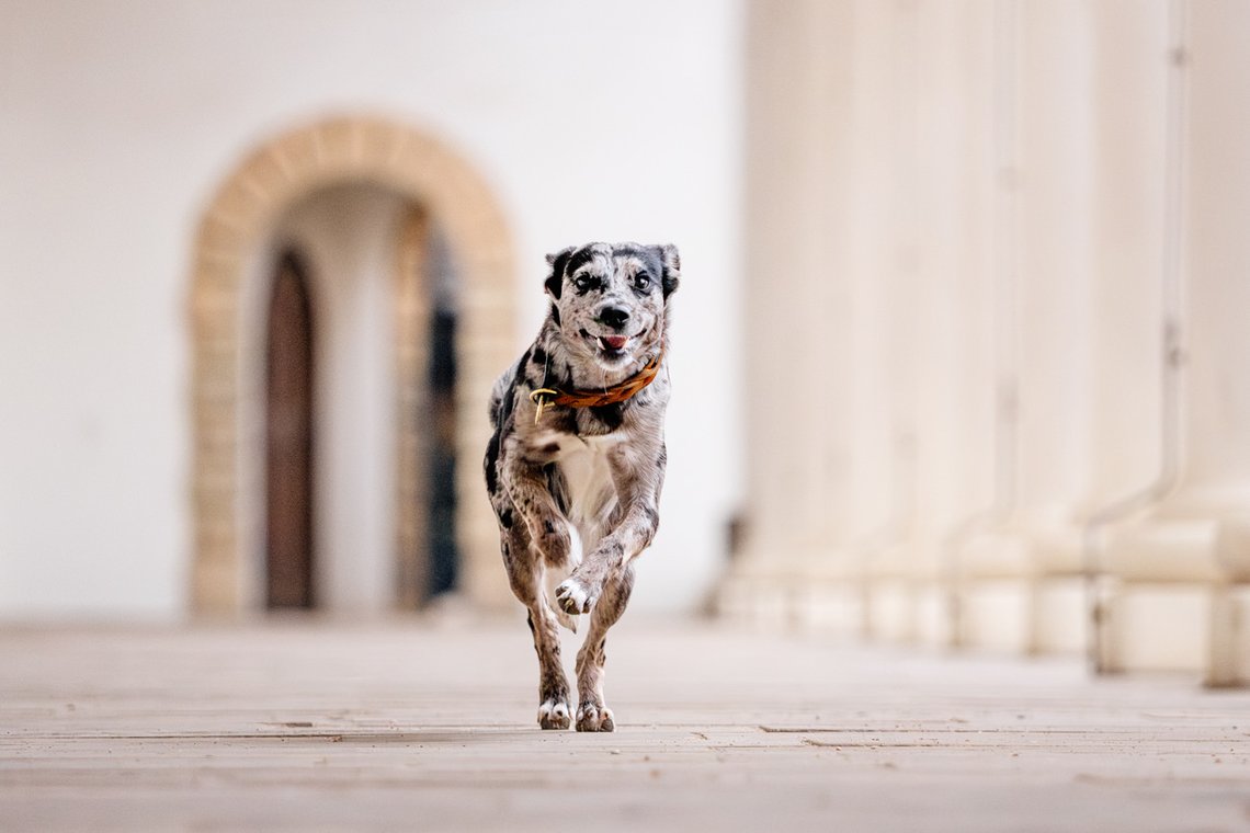 Mischling im Stallhof Dresden