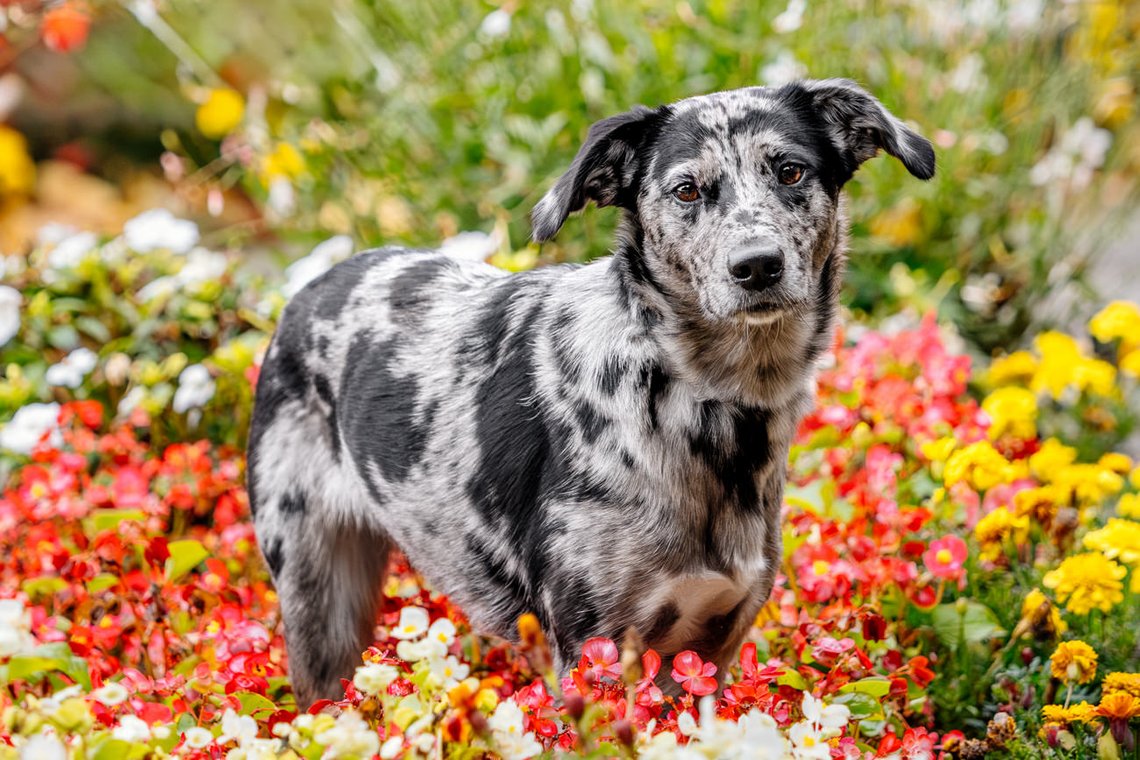 Mischling im Blumenmeer Dresden
