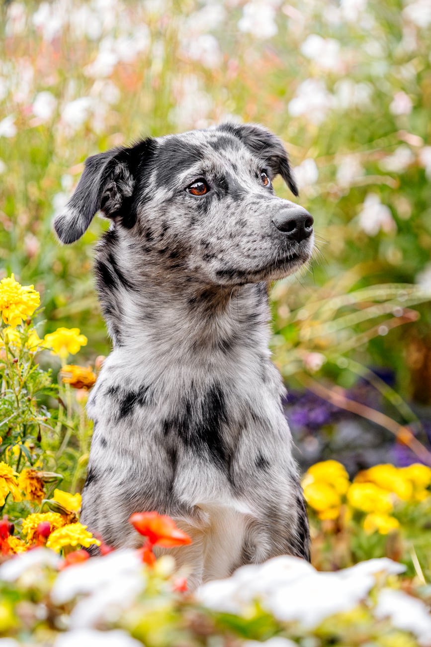 Mischling im Blumenmeer Dresden