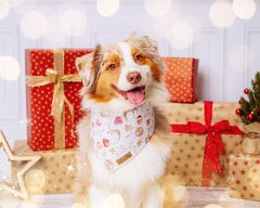 Mini Australian Shepherd Hundefoto für Weihnachten mit Geschenken im Fotostudio Hundefotos Dresden