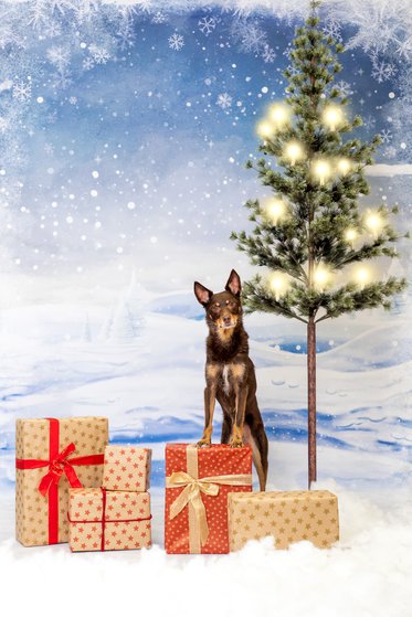 Australian Kelpie mit Geschenken unter dem Weihnachtsbaum im Fotostudio Hundefotos Dresden