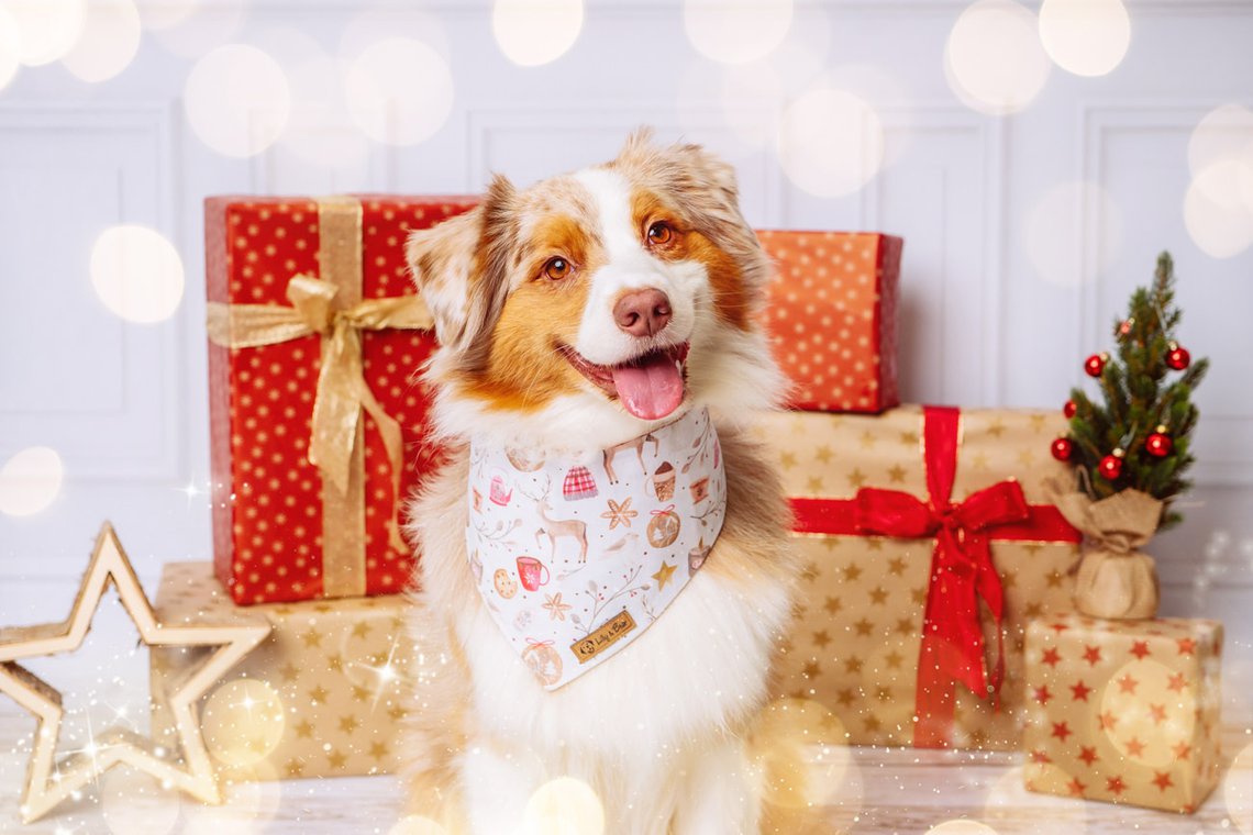 Mini Australian Shepherd Hundefoto für Weihnachten mit Geschenken im Fotostudio Hundefotos Dresden