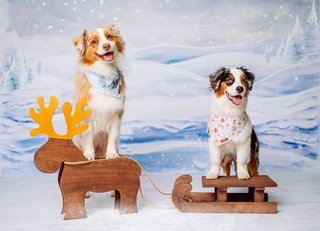 Mini Australian Shepherd zwei Hunde mit Rentierschlitten auf Weihnachtsfoto im Fotostudio Hundefotos Dresden