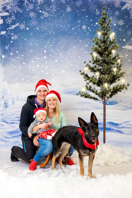 Familie mit Deutschem Schäferhund auf Schlitten unter Weihnachtsbaum im Fotostudio Hundefotos Dresden