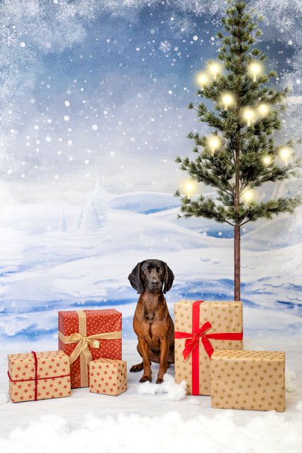Bayerischer Gebirgsschweißhund mit Geschenken unter dem Weihnachtsbaum im Fotostudio Hundefotos Dresden