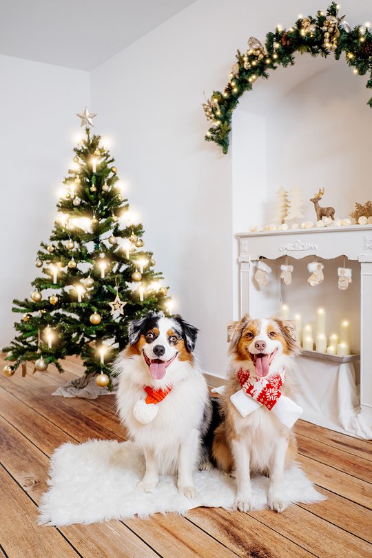 Hunde Weihnachtsfotos von Australian Shepherd in Dresden 2022