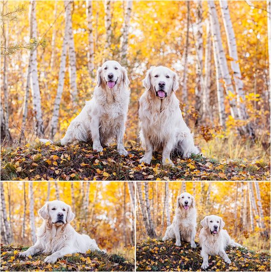 Golden Retriever Hundefotos im Herbst in Sachsen