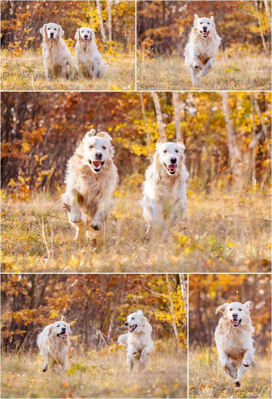 Golden Retriever Hundefotos im Herbst in Sachsen