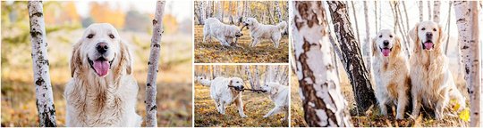 Golden Retriever Hundefotos im Herbst in Sachsen