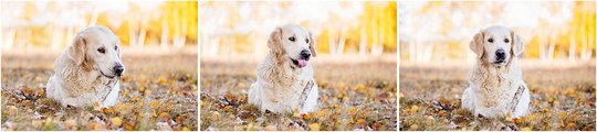 Golden Retriever Hundefotos im Herbst in Sachsen
