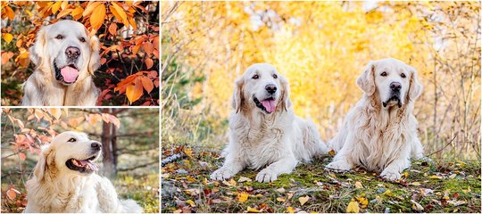 Golden Retriever Hundefotos im Herbst in Sachsen