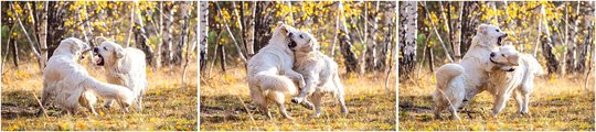 Golden Retriever spielen im Herbst