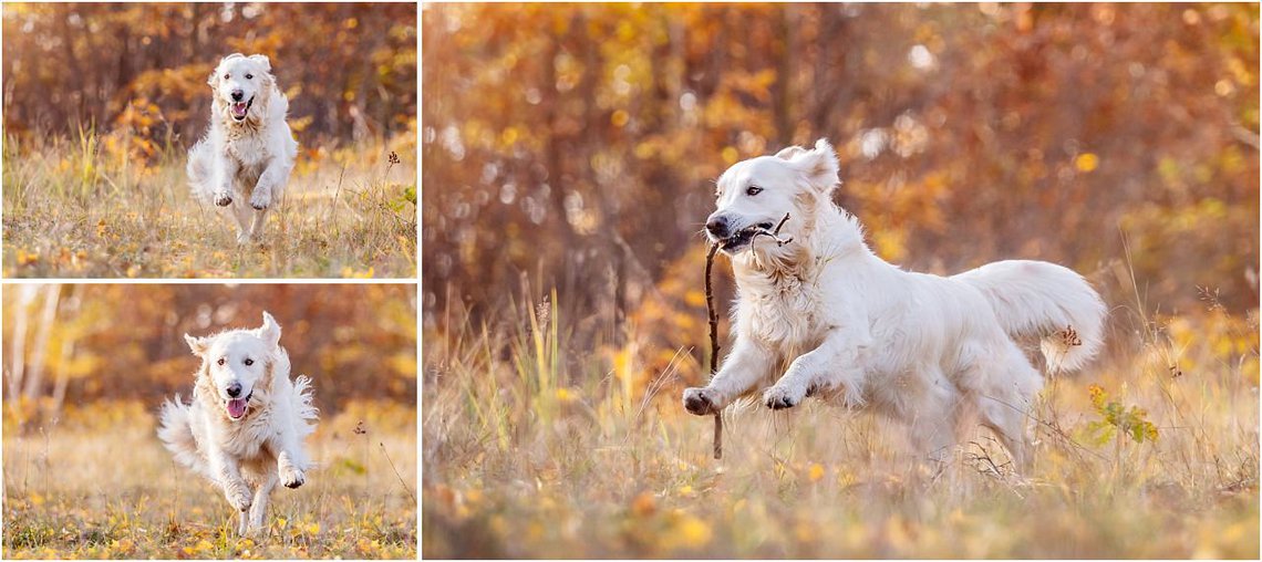 Golden Retriever Hundefotos im Herbst in Sachsen