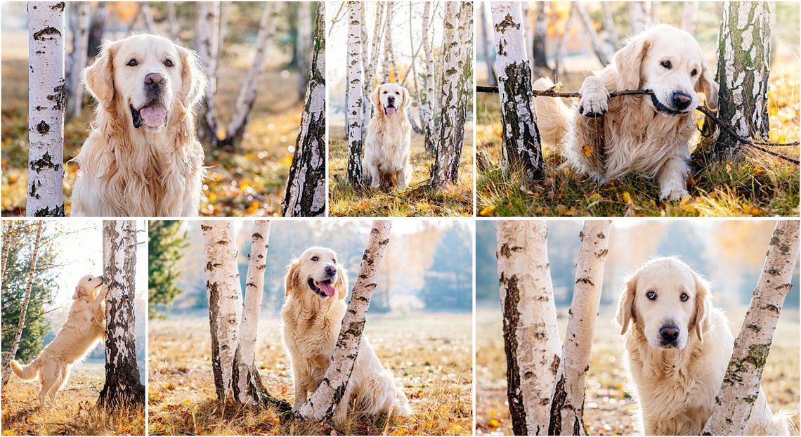 Golden Retriever Hundefotos im Herbst in Sachsen