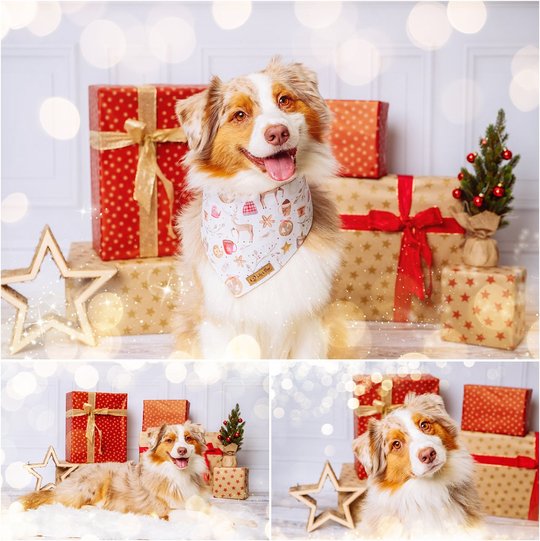 Weihnachtsfotos mit Australian Shepherd Hund vor Geschenk in Dresden