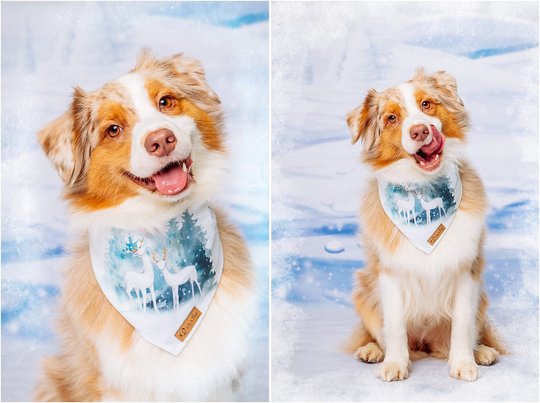 Hundefoto im Studio Dresden mit Australian Shepherd vor Winterkulisse