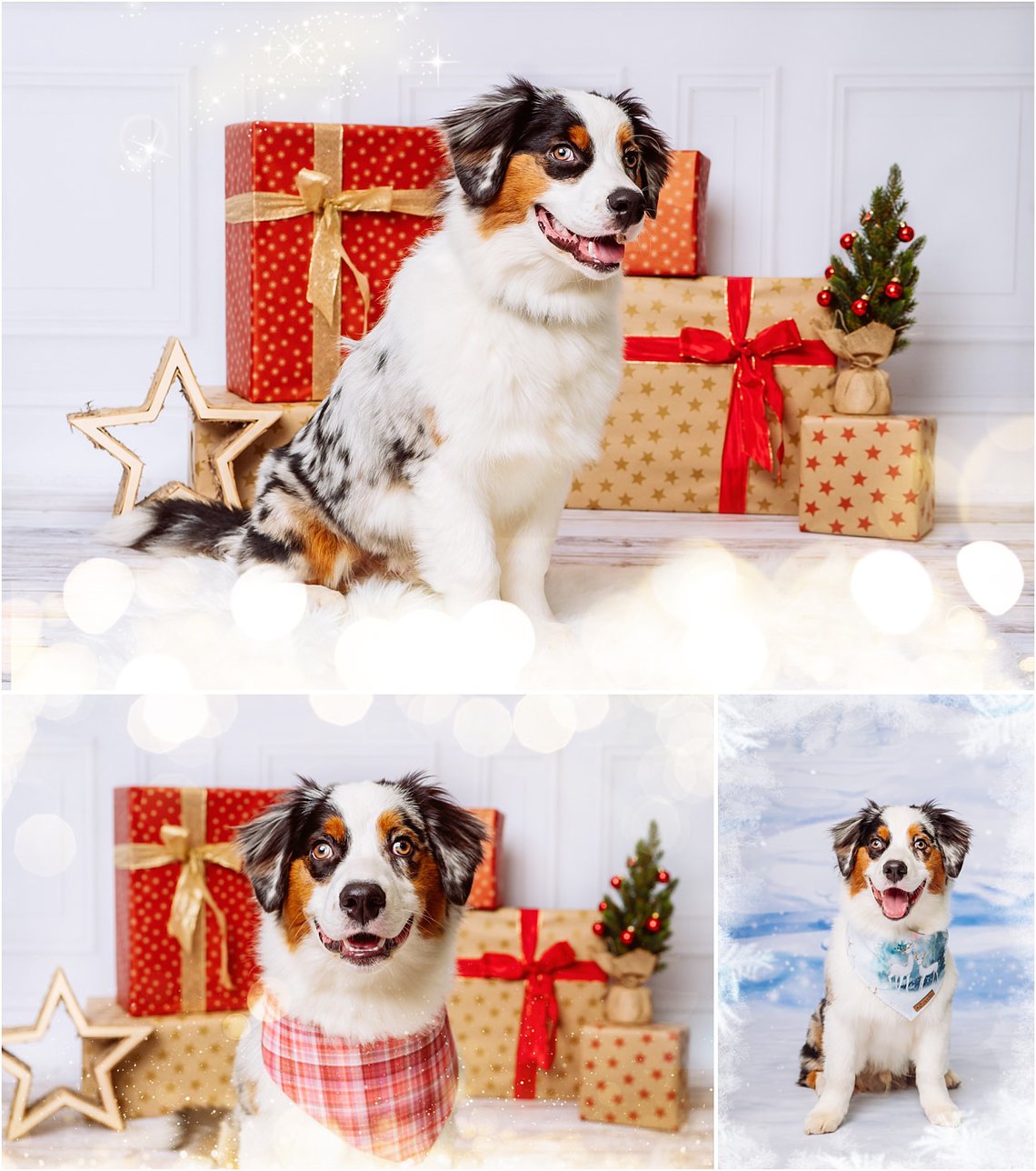 Weihnachtsfotos mit Australian Shepherd Hund vor Geschenk in Dresden