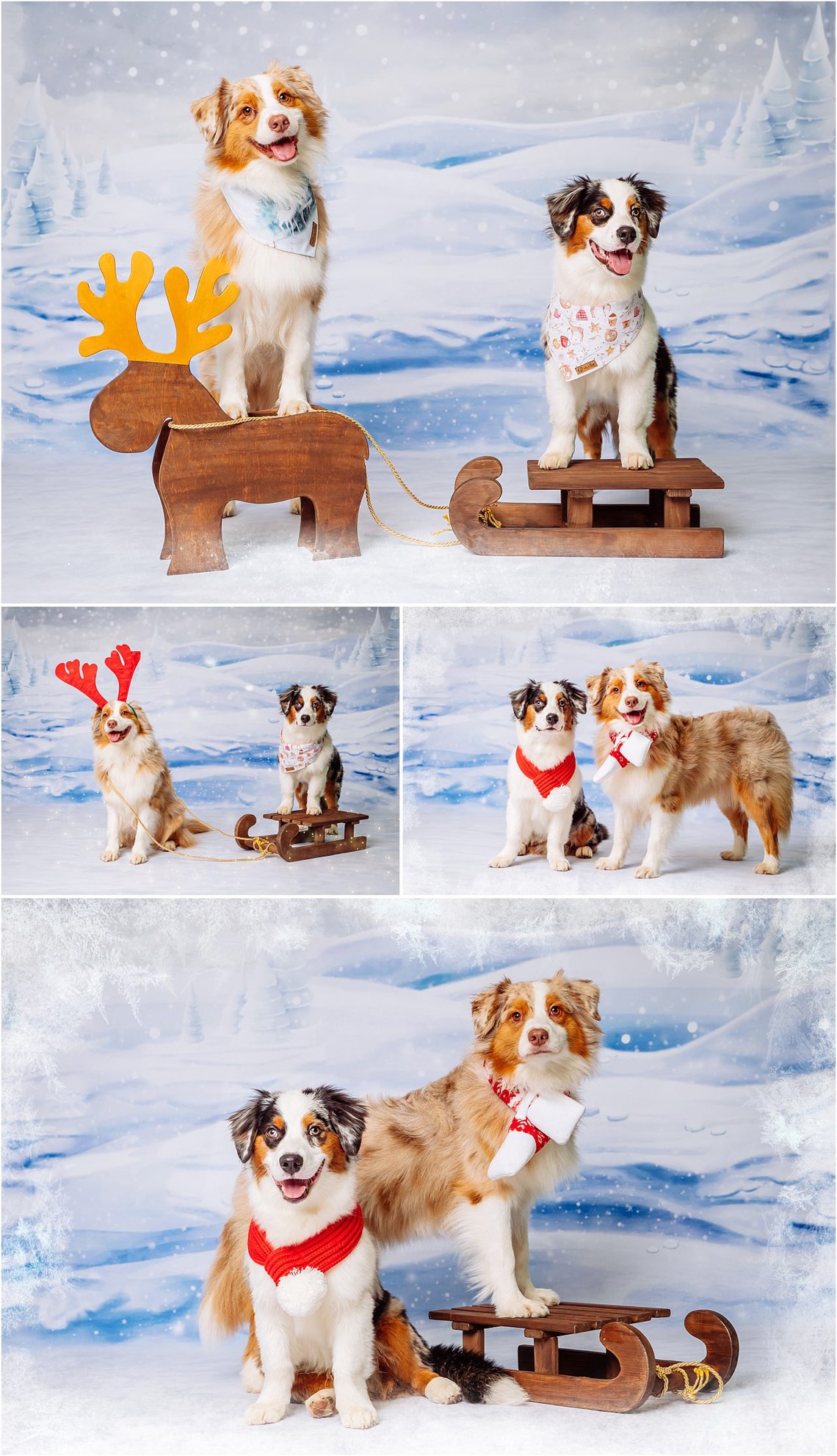 Hundefotos im Studio Dresden mit Australian Shepherd auf Schlitten als Weihnachtsgeschenk für Hundehalter