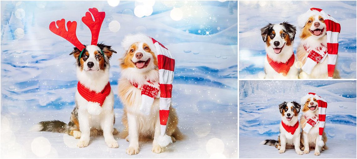 Hundefotos im Studio Dresden mit Australian Shepherd für Weihnachten