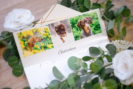 Hundefoto Gutschein