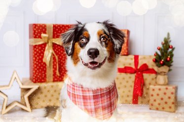 Hundefoto Portrait Australian Shepherd Weihnachtsfoto Dresden