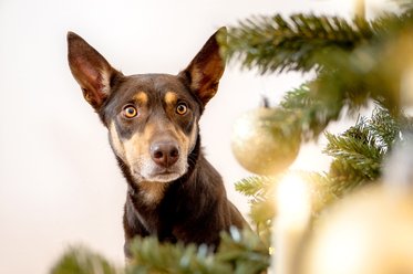 Hundefoto für Weihnachten mit Australian Kelpie