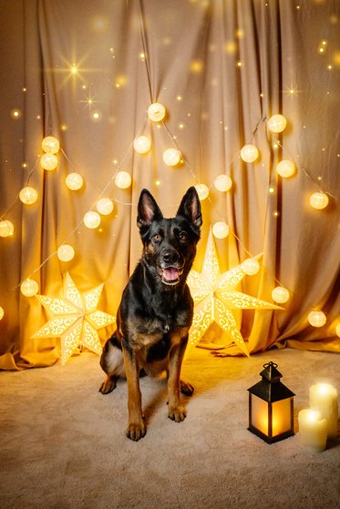 Hundefoto für Weihnachten mit Deutschem Schäferhund in Dresden