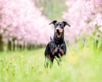 Hundefoto von Deutscher Pinscher zwischen Kirschblüten in Dresden