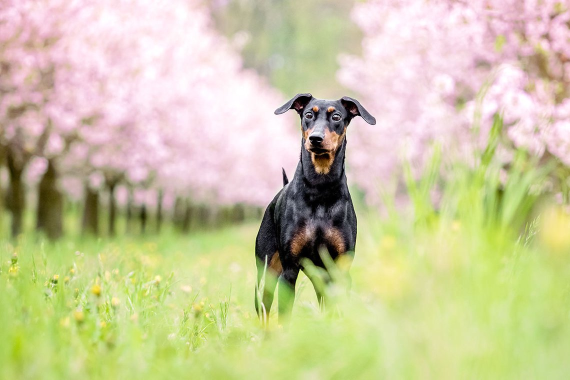 Hundefoto von Deutscher Pinscher zwischen Kirschblüten in Dresden