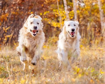 Hundefoto von Golden Retriever die im Herbst in Freital um die Wette rennen