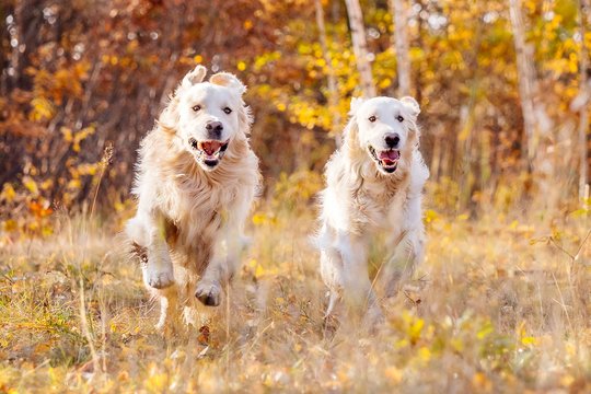 Hundefoto von Golden Retriever die im Herbst in Freital um die Wette rennen