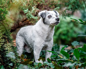 Hundefoto von Mischling bei Fotoshooting für alte Hunde in Dresden