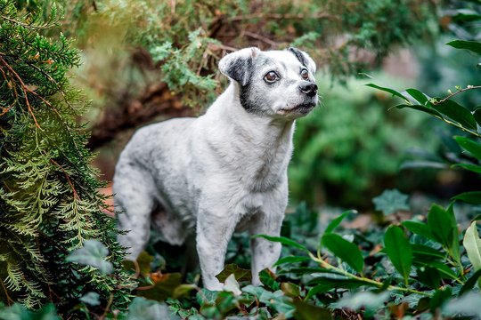 Hundefoto von Mischling bei Fotoshooting für alte Hunde in Dresden